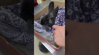Rocky in Hospital (part 2)