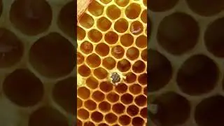 Рождение пчелы 🐝 Заказать мёд: https://mishkinskymed.ru #пчелы #мед #shorts