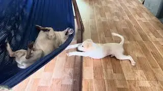 Bé Sữa cứ nài nỉ xin lên võng nằm- Bắt ve cho anh Cò nhiệt tình mà cũng không được lên võng