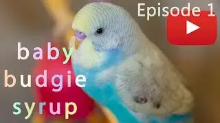 Baby Budgie Syrup - Day 1
