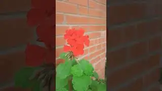Цветёт герань...