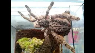 Selection of a cocoon from Heteroscodra maculata. Tarantula spiders. Breeding