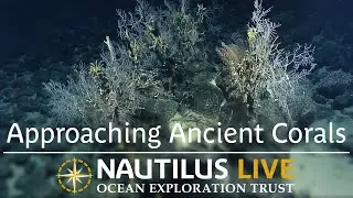 Approaching Ancient Corals with New Technology | Nautilus Live