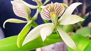 HOW TO GROW ANACHEILIU CHACAOENSE ORCHID