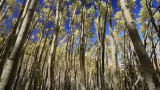 Musica de Relajacion de Sylvain Guinet