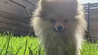 У нас новый друг/померанский шпиц/собака друг человека/dog