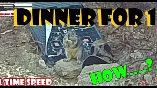 2 Squirrel 1 WILD Coyote Dinner | .22 Cal Hatsan Blitz by Repsol13