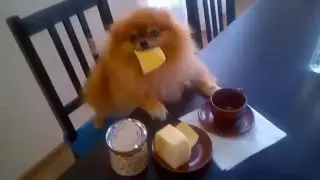 Завтрак настоящего шпица
