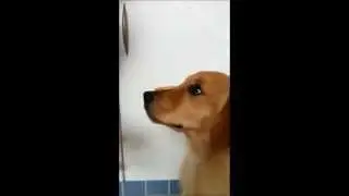 Nikita the fastest
