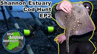 Shannon Estuary - Cod Hunt - EP2