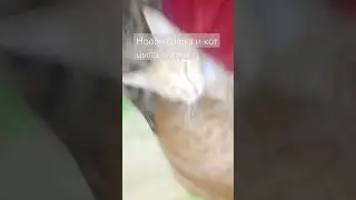 красивоя кошка?