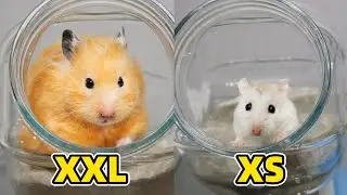 Big vs Small Hamster in Sand Baths