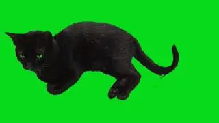 Black cat tail flicking Chroma Key Green Screen.