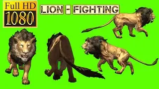 Male lion running template green screen video effects / lion fighting / Animals green screen video