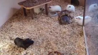 Glückliche Meerlies TOBEN und POPCORNEN!!!!!