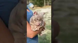 Американский Булли, щенок мальчик, 2 месяца - ждёт своих хозяев!  #щенкиамериканскогобулли #собаки