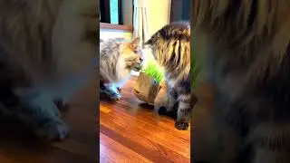 無印良品の種から栽培した猫草にむさぼりつく姉弟猫/Sister and brother cats devouring cat grass grown from seed. #shorts