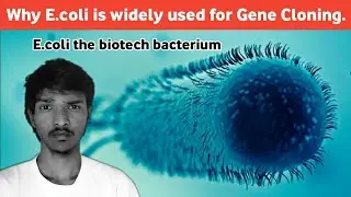 Why E.coli is mostly used in Gene Cloning and Genetic engineering!  