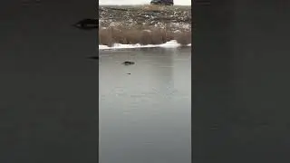 смешные моменты на рыбалке, ласка хочет своровать рыбку, воришка рыбы