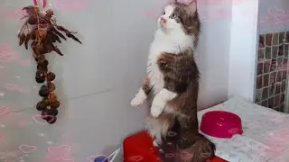 ДРУЖБА ЭТО ИЛИ ЛЮБОВЬ?