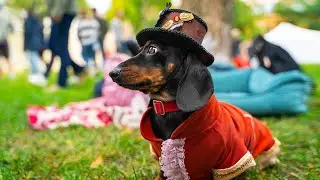Dachshunds Parade 2021!