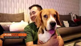 Mengenal Anjing Beagle & Tips Perawatannya Bersama Kenny Sastro - Kastello Beagle Specialist