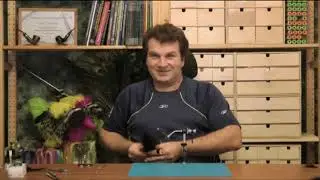 Leech Fly