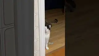 Crímenes que Sonny ha cometido #shorts #gatos