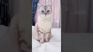Про меня Ириску и стерео.