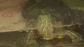 亀之助