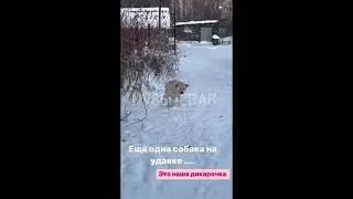 Собачий маньяк в Нижневартовске