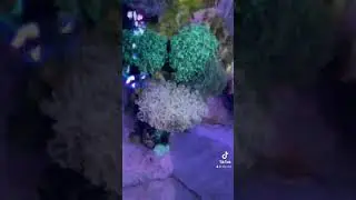 Relaxation reef