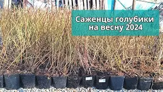Blueberry seedlings. March 19, 2024, Stavropol.