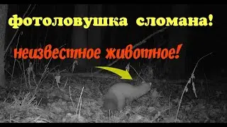 Фотоловушка сломана! Встреча с Кабанами!