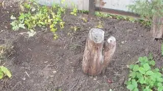 Голос пропал, но...Дима выручил! Осенние работы в саду, создаю лесной участок!