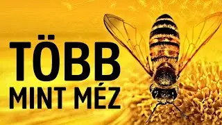 Több mint méz - 2012