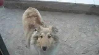 My rough collie 