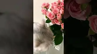 Цветы без повода