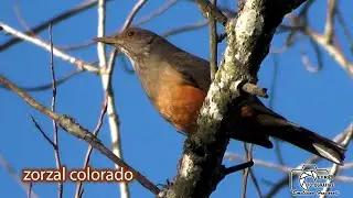 zorzal colorado o chalchalero  #comportamientoanimal #zorzalcolorado #chalchalero