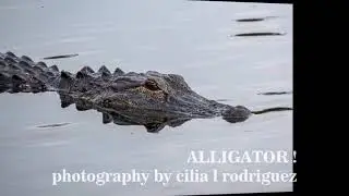 ALLIGATOR