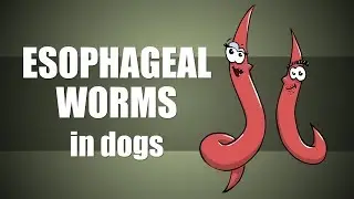 Esophageal Worm Infection - Plain and Simple