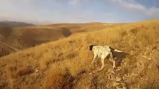 AV KÖPEĞİ FERMA MUAAZZAM DOĞA AVCILAR İÇİN ÖZEL