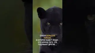 Самая большая тюрьма, в которой живут люди….. #психология #владикавказ