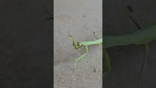 Preying Mantis