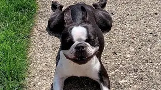 Funny and Cute Puppies and Dogs Compilation 2020!!!