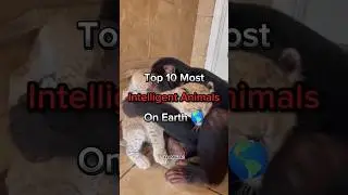 TOP 10 Most Intelligent Animals On Earth.#shorts #trending #viralvideo