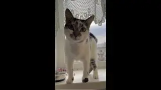 Смотрю, как кошка пьёт воду, будто у меня нет своей жизни