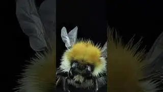 Macro in motion 1 A bee 🐝