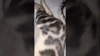 Bengal kitten sleepy  #бенгалы #cats #kitten #котята