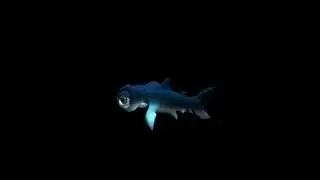 Hammerhead Shark 3D swim animation